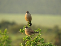 Cercotrichas coryphoeus coryphoeus