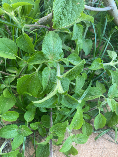 Ageratum conyzoides observed 2024-07-11