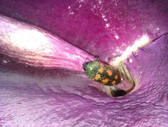 Stigmodera cancellata
