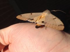 Ophiusa parcemacula