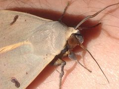 Ophiusa parcemacula