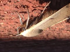 Ophiusa parcemacula