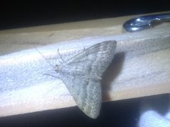 Scopula lydia