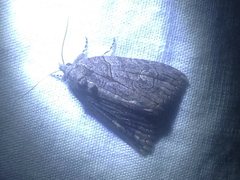 Prorocopis