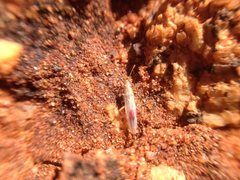 Stenophyella macreta