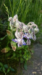 Borago officinalis