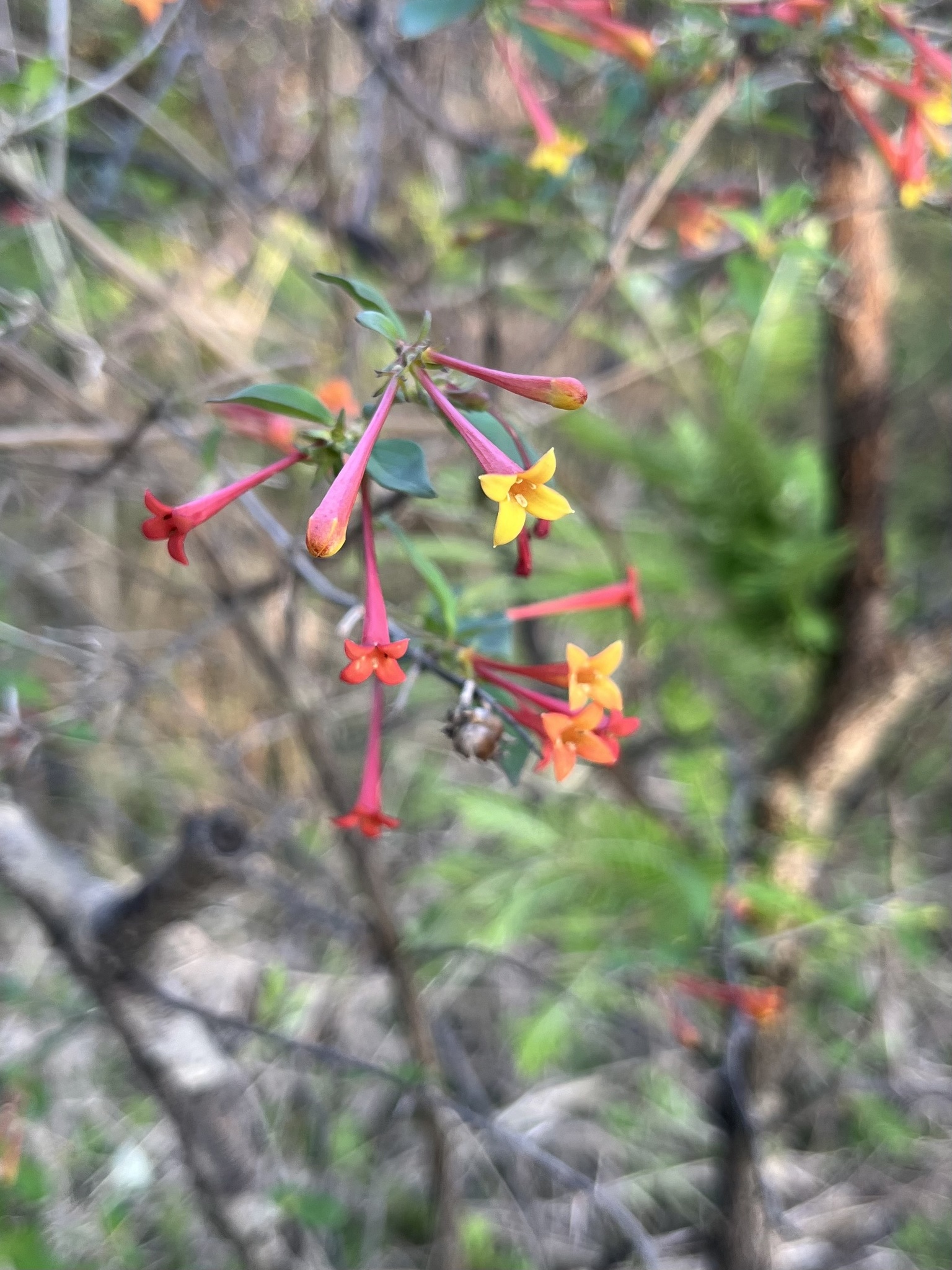 Bouvardia chrysantha