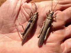 Macrolobalia ocellata