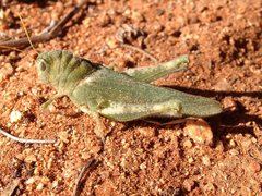 Ecphantus quadrilobus