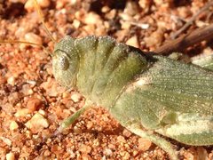 Ecphantus quadrilobus