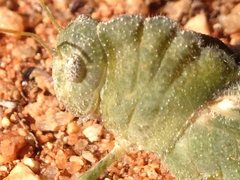 Ecphantus quadrilobus