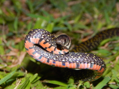 Oligodon bitorquatus