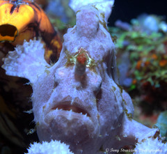 Giant Frogfish