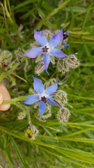 Borago officinalis