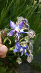 Borago officinalis
