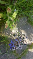 Borago officinalis