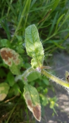 Borago officinalis