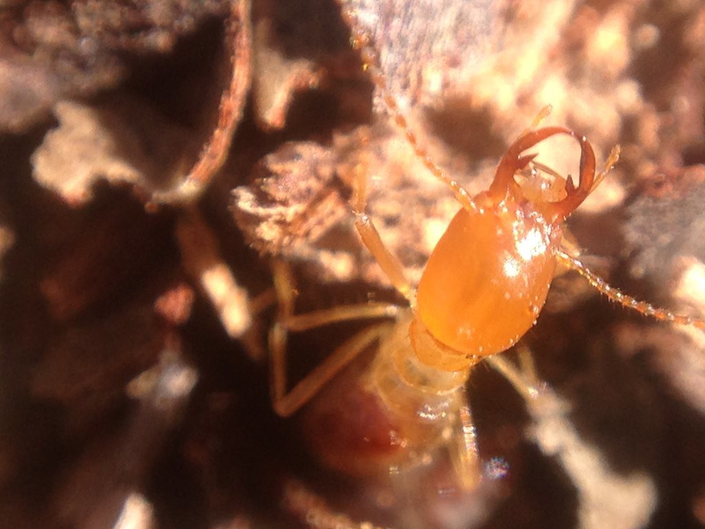 Drepanotermes tamminensis