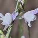 Linaria corifolia - Photo (c) Dale Lee Denham-Logsdon, some rights reserved (CC BY-NC), uploaded by Dale Lee Denham-Logsdon