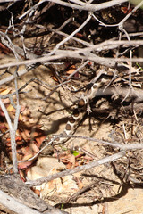 Vipera ammodytes