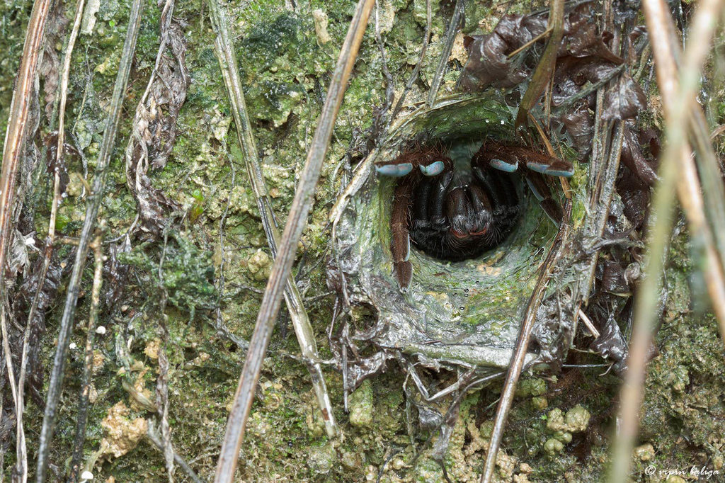 Thrigmopoeus