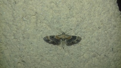 Eupithecia linariata