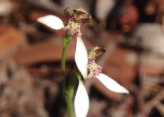 Eriochilus dilatatus