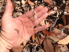 Eriochilus dilatatus