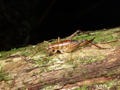 Talitropsis