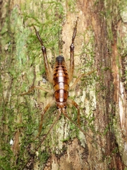 Talitropsis