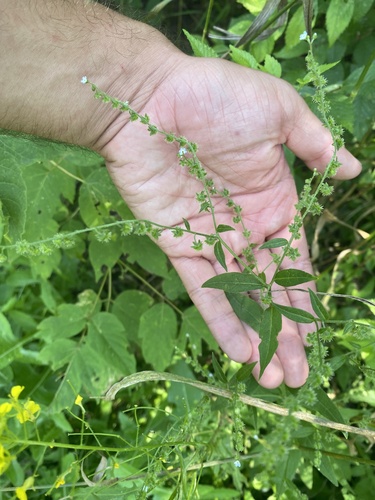 Northern Stickseed