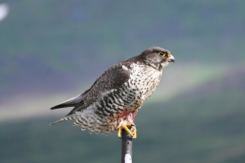 Halcón gerifalte (Falco rusticolus)