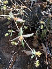 Blepharis integrifolia