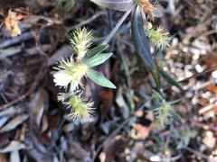 Blepharis integrifolia