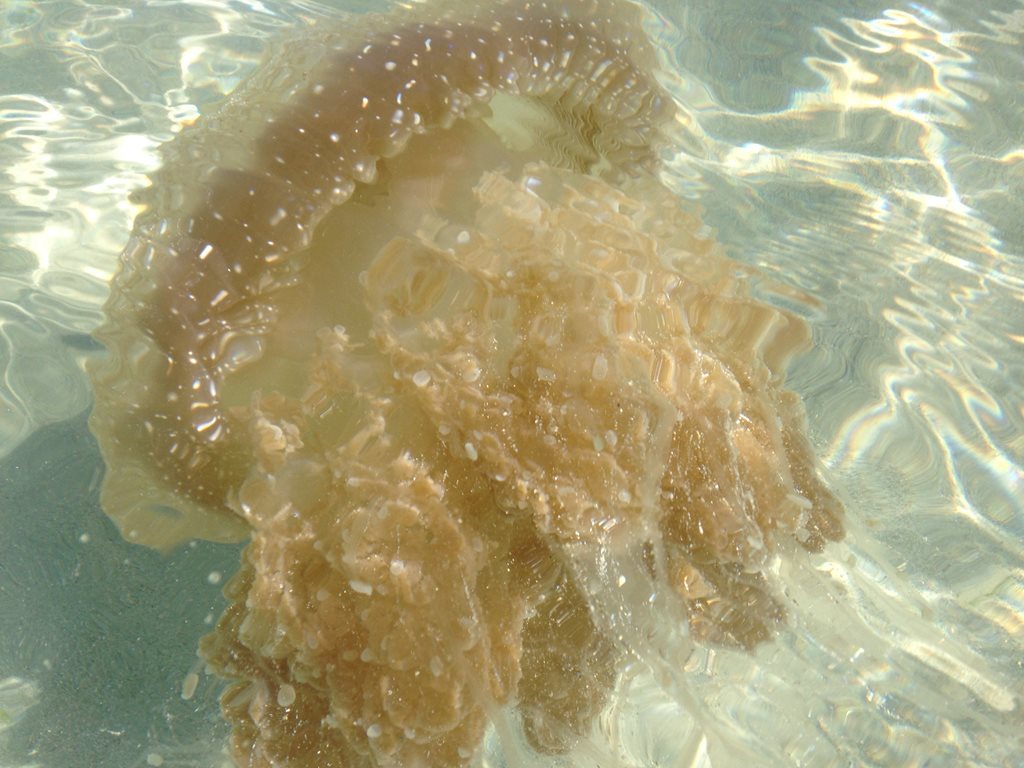 Phyllorhiza punctata<br>25 March, 2023