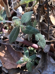 Blepharis integrifolia