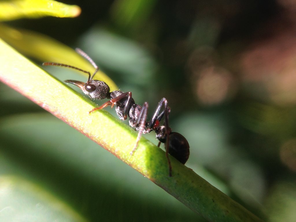 Myrmecia infima