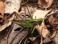 Metaballus frontalis