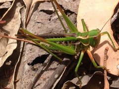 Metaballus frontalis