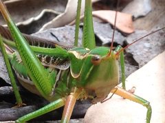 Metaballus frontalis