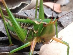 Metaballus frontalis