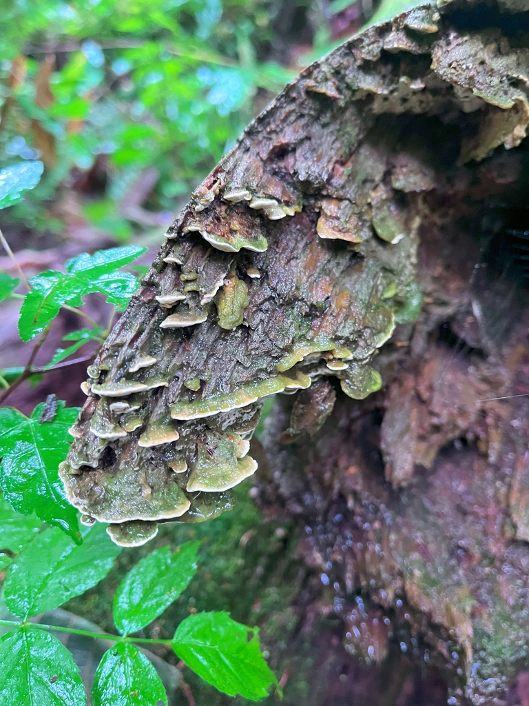 Cyanotrama gypsea · July 2024 · photo: © martin_masashi (iNaturalist, cc-by)