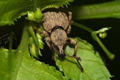 Otiorhynchus singularis