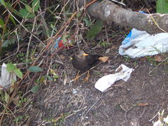 Turdus poliocephalus stresemanni