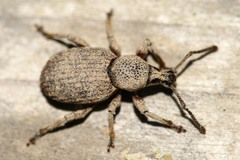 Otiorhynchus singularis