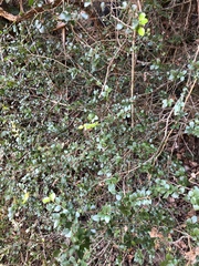 Diospyros nummularia