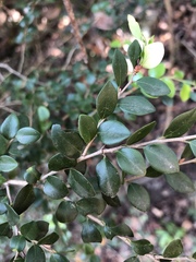 Diospyros nummularia