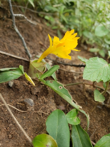 Costus spectabilis