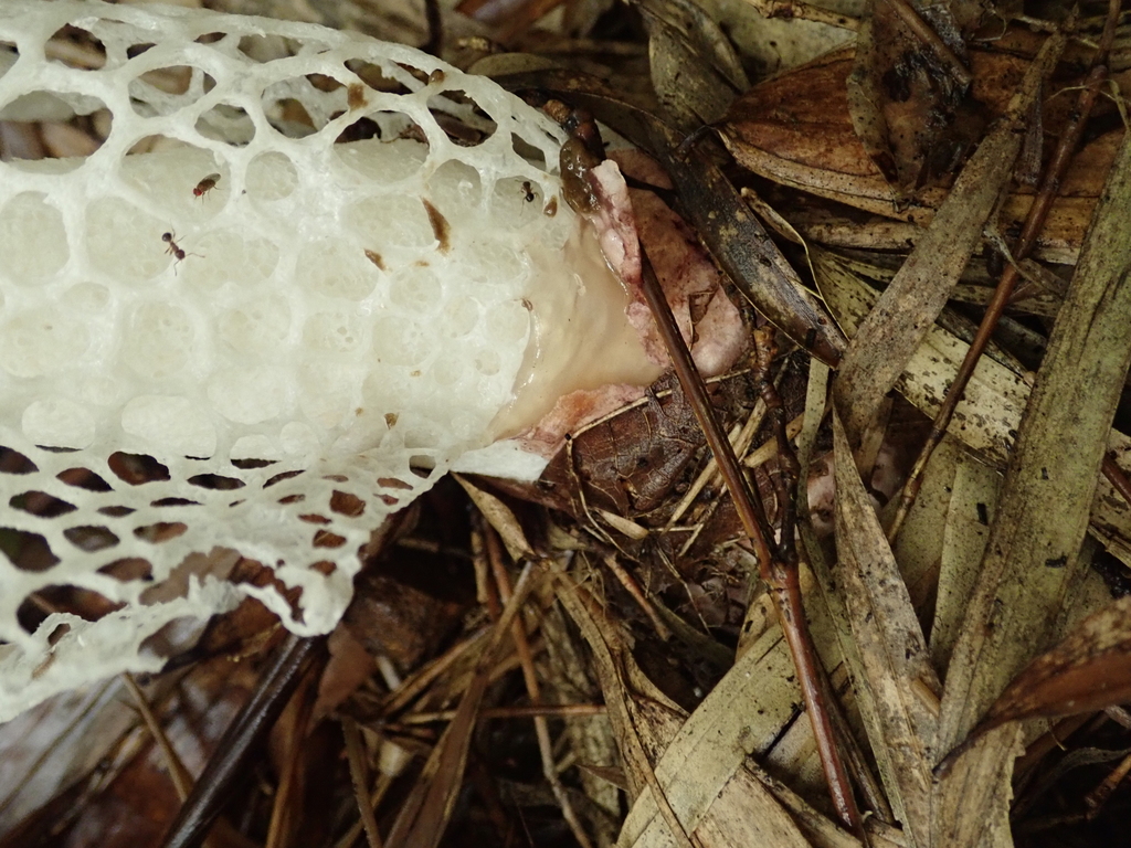 Phallus rubrovolvatus