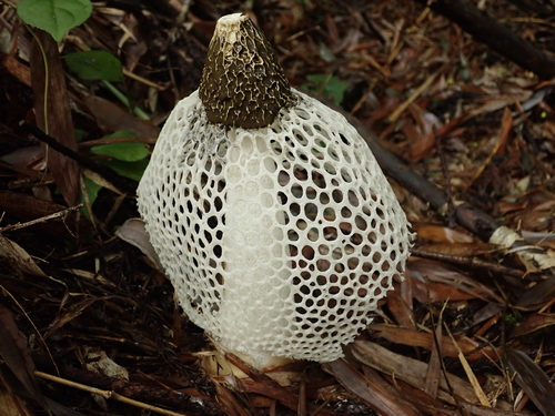 Phallus rubrovolvatus